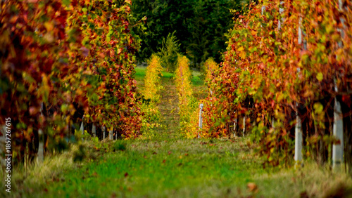 Foto Foliage d'autunno nei vigneti del vino Sangiovese delle colline bolognesi