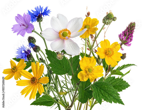 Close-up vibrant wildflowers in a bouquet against a transparent backdrop