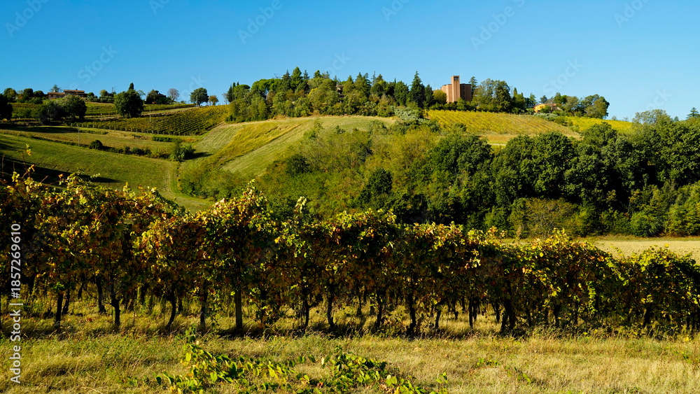 Fototapeta premium Foliage d'autunno nei vigneti del vino Sangiovese delle colline bolognesi. Imola, Bologna, Emilia Romagna. Italia 