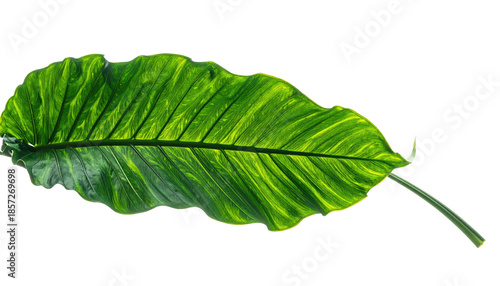 Close-up of a vibrant, glossy green leaf with yellow variegation