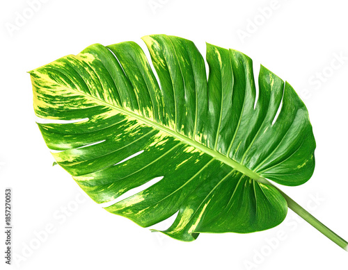 Wallpaper Mural Large, heart-shaped leaf with variegated green and yellow hues Torontodigital.ca