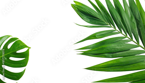 Wallpaper Mural Two vibrant green tropical leaves against a stark black background Torontodigital.ca