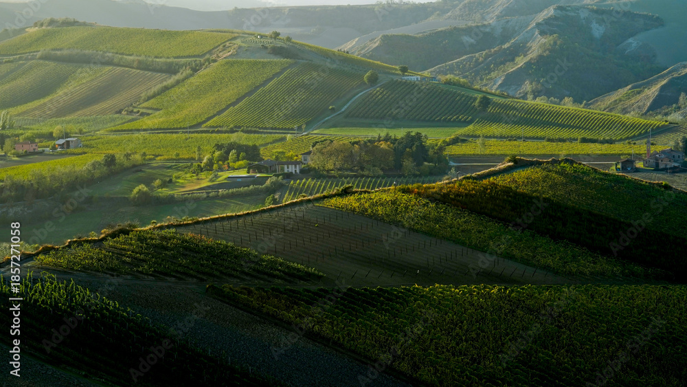 Obraz premium Foliage d'autunno nei vigneti del vino Sangiovese delle colline bolognesi. Imola, Bologna, Emilia Romagna. Italia 
