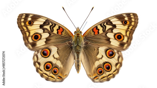 Photos Elegant junonia almana butterfly isolated PNG on transparent background, beautif