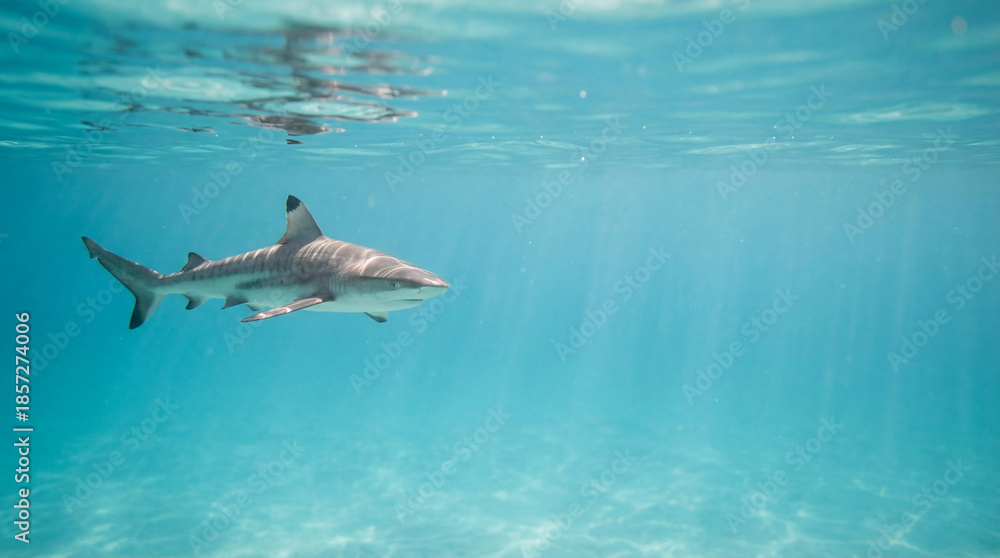 Obraz premium Lone shark glides in clear ocean. Shark swims below sunlit surface, calm shark in turquoise water, ideal for summer vacation, World Oceans Day, marine conservation concept, copy space