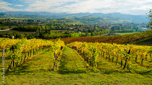 Bild auf Leinwand Foliage d'autunno nei vigneti del vino Lambrusco delle colline modenesi di Castevetrano