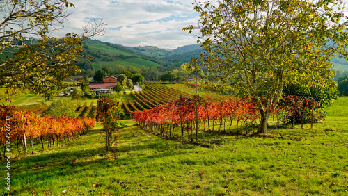 Tablou pe pânză Foliage d'autunno nei vigneti del vino Lambrusco delle colline modenesi di Castevetrano