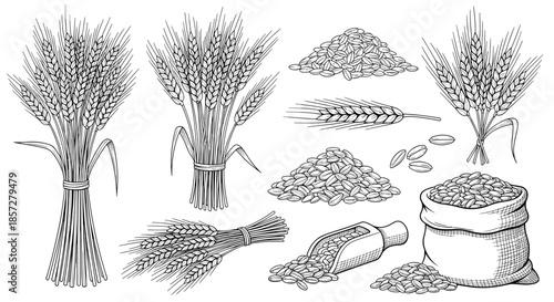 Detailed hand drawn sketches of wheat stalks, bundles, grains, and a burlap sack of flour for agricultural and baking concepts.