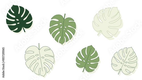 Collection of Flat Style Swiss Cheese Plant Foliage for Exotic Design Background