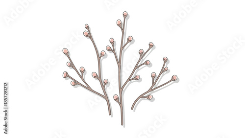Set of Spring Pussy Willow Branches with Small Pink Buds Vector Illustration