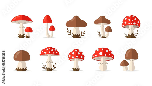 Collection of Forest Fungi Including Fly Agaric Toadstools and Woodland Plants