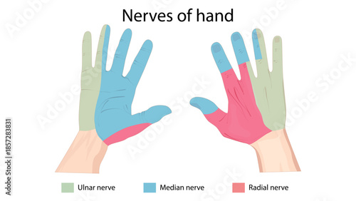 Nerves of hand
The hand is mainly innervated by three nerves: the median, ulnar, and radial nerves. These nerves provide motor control to the intrinsic hand muscles and sensory supply to specific area