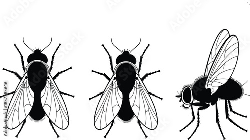 A Set of Three Detailed Black and White Housefly Illustrations, Featuring Two Top-Down View Anatomical Diagrams and One Highly Textured Side Profile.
