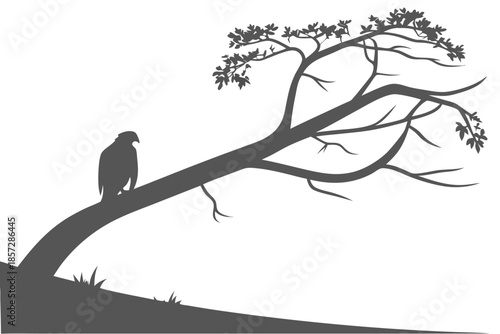 Silhouette of an Eagle Perched on a Sloping Tree Branch bird raptor