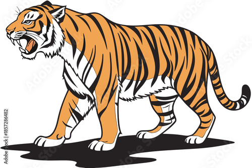 Roaring Tiger Walking with Open Mouth on White Background big cat animal