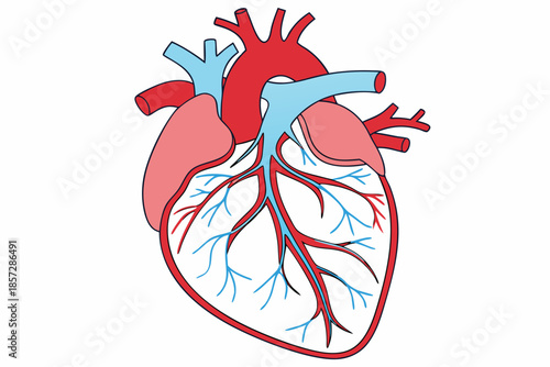 Stylized Anatomical Illustration Of A Human Heart With Red And Blue Vessels anatomy medical