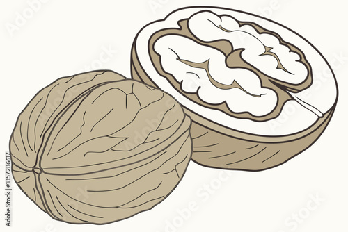 Whole and Halved Walnut with Detailed Inner Texture and Outer Shell food healthy