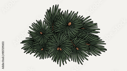 Pine Tree Branches with Green Needles.
