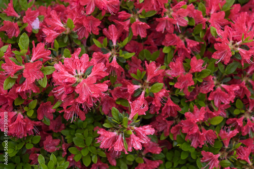 雨に濡れた赤いツツジの花の俯瞰
