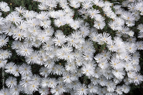一面の白いマツバギクの花
