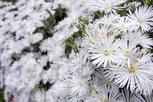 マツバギクの花のアップと花のボケ
