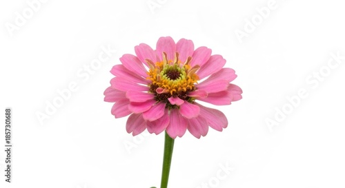 Single pink zinnia flower, isolated on white