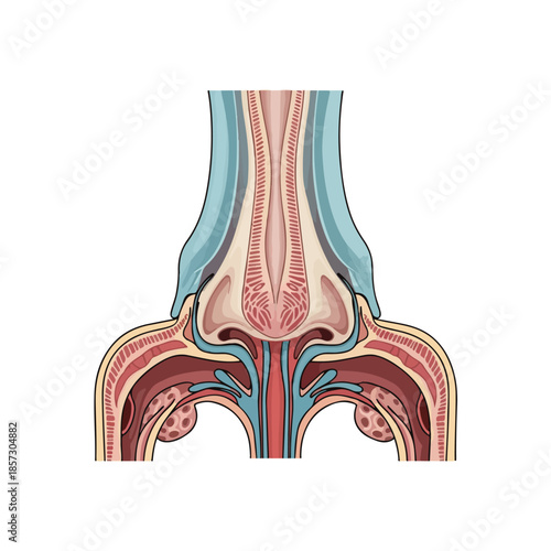 Anatomically correct icon of the human pelvis and lower spine, showcasing detailed internal structures and blood vessels in a vibrant color scheme
