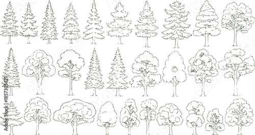 Set of coniferous and deciduous trees for architecture and landscape design, line drawing, contour. Vector illustration
