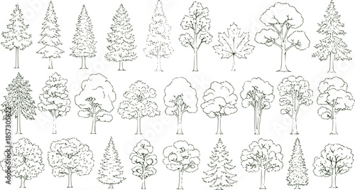 Set of coniferous and deciduous trees for architecture and landscape design, line drawing, contour. Vector illustration
