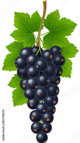 Illustration of a cluster of blackcurrants hanging from a stem, surrounded by green leaves