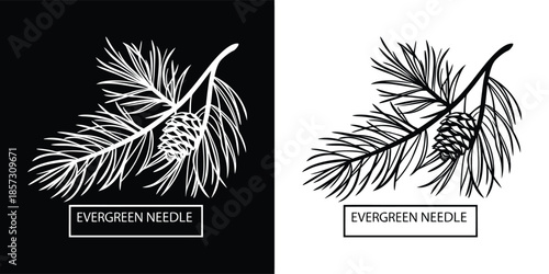 Pine branch with cone illustration isolated on white background, a classic and elegant design for winter, holiday, or naturethemed projects