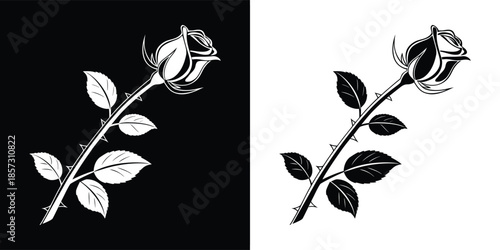 Elegant rose illustration on contrasting backgrounds, a timeless symbol of love and beauty, perfect for adding a touch of sophistication to designs