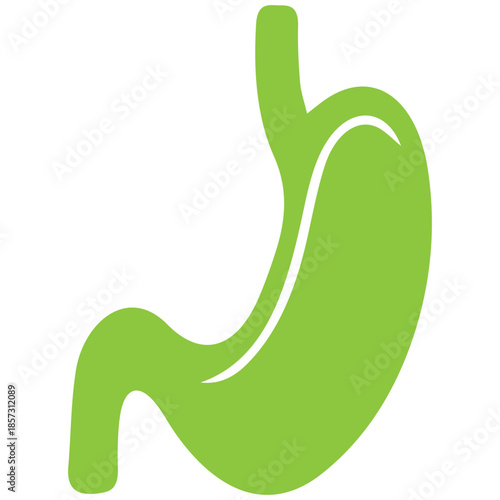 Human Stomach Illustration