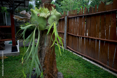 Tanduk Rusa, deer antler ferns, Platycerium coronarium or Staghorn Fern in the home  garden