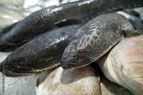 The striped snakehead, Snakehead fishes, Channa striata, and various fresh fishes on the ice