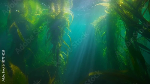 Underwater Kelp Forest Sunlight Rays.