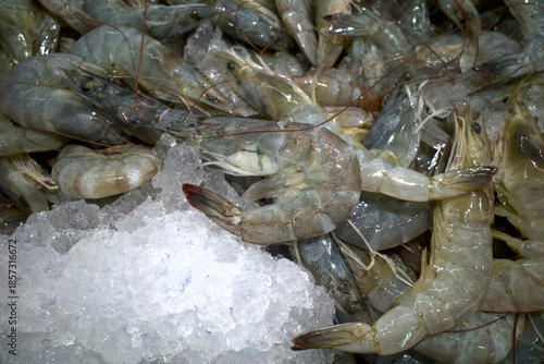 Udang, fresh shrimp, Littopenaeus vannamei, on the ice in the supermarket in Yogyakarta, Indonesia