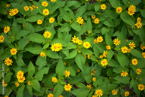 Top view of Melampodium Butter Daisy, mini sun flower, yellow flower Rudbeckia, Heliopsis helianthoides