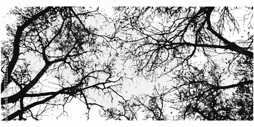 Intricate network of bare tree branches against a bright sky