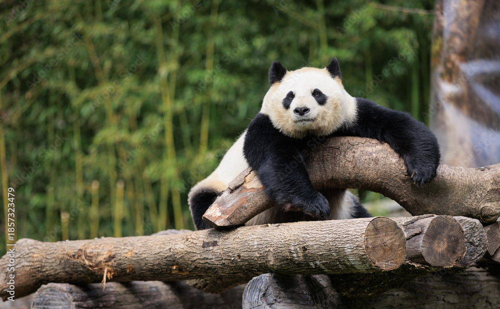 Obraz premium One giant panda laying on tree logs
