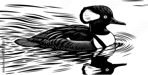 Detailed black and white vector illustration of a hooded merganser duck swimming on rippling water with reflection isolated on white,