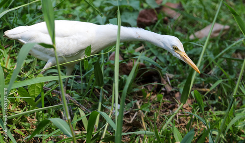 A white bird is walking through tall grass