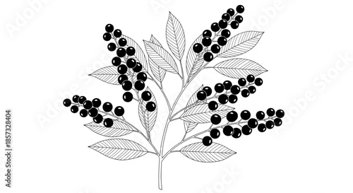 Black Berries Branch Illustration for Healthy Food Packaging, Organic Recipes, and Natural Wellness Marketing Designs