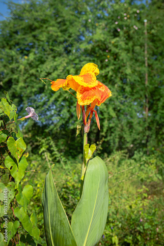 Beautiful cannes flowers in the natural background