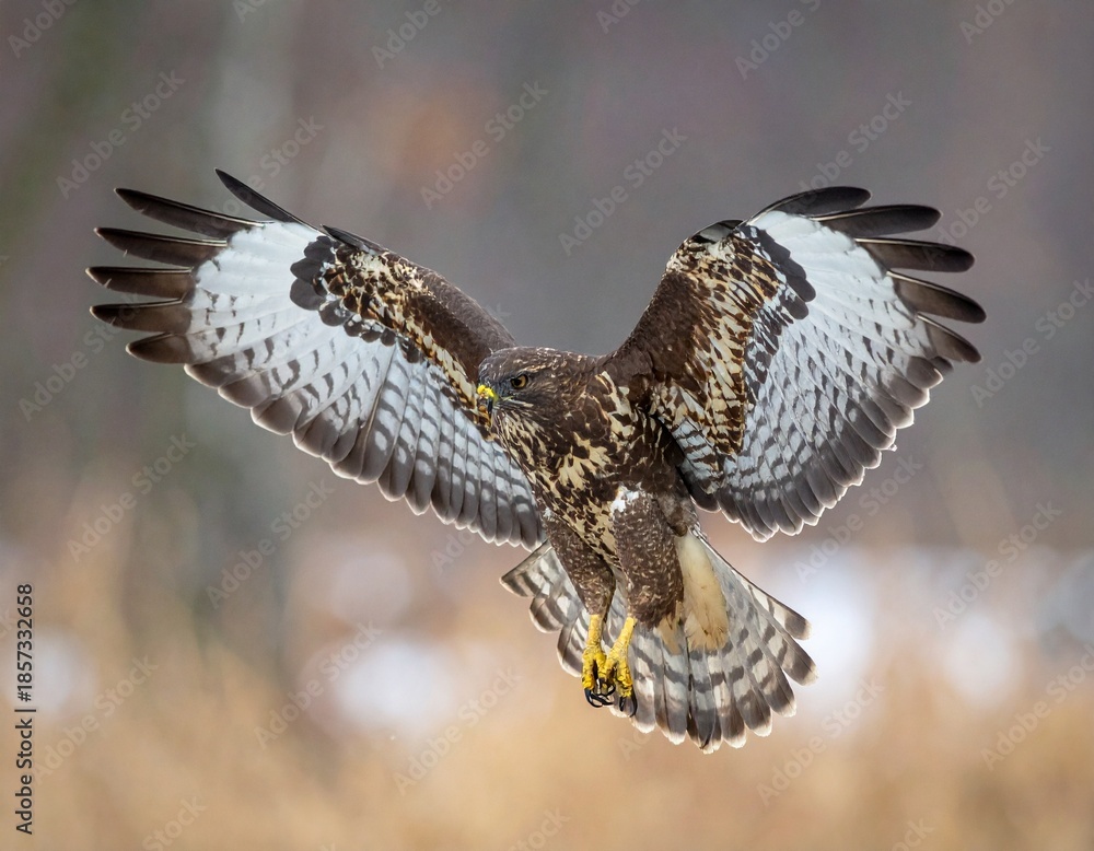 Obraz premium Majesty in Flight hawk