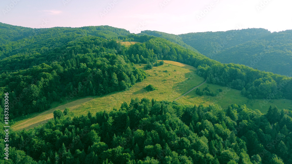 Naklejka premium Aerial view of natural forest greenery