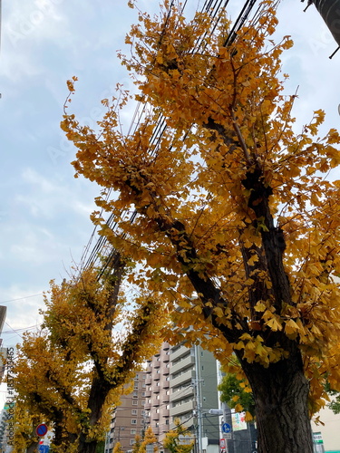 黄色が綺麗な街路樹