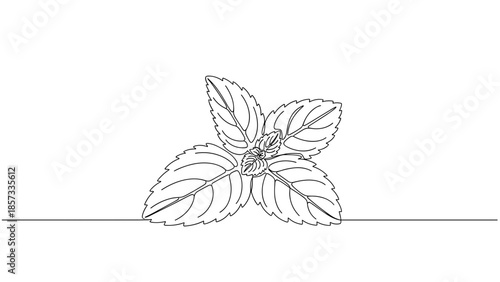 Mint leaves illustration in simple line art style on white background  