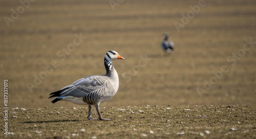Grey goose stands alert on brown field