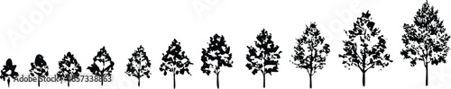 A row of trees are shown in black and white. The trees are lined up in a row, with some trees being taller than others